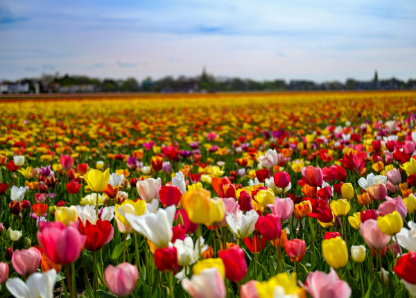 Keukenhof