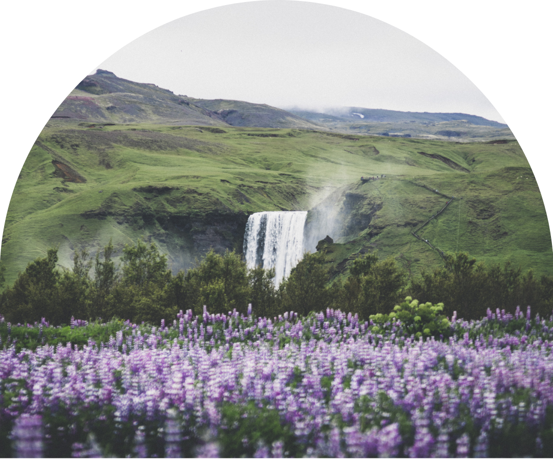 Skógafoss Waterfall in the background, blooming lupine flowers in the foreground.